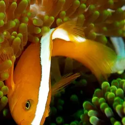 Eastern Skunk Anemonefish