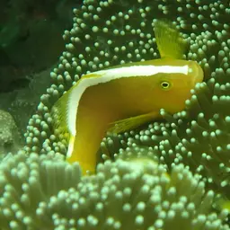 Eastern Skunk Anemonefish, photo 2