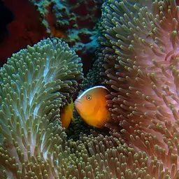 Eastern Skunk Anemonefish, photo 3
