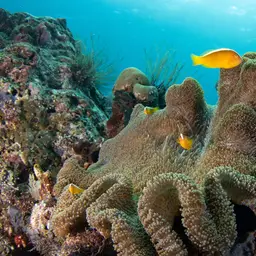 Eastern Skunk Anemonefish, photo 4