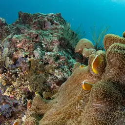 Eastern Skunk Anemonefish, photo 5