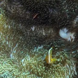 Eastern Skunk Anemonefish, photo 6
