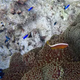 Eastern Skunk Anemonefish, photo 7