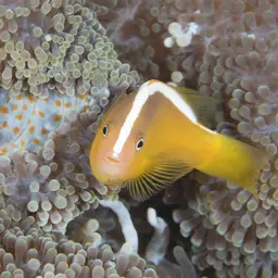 Eastern Skunk Anemonefish, photo 8