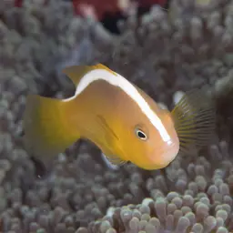 Eastern Skunk Anemonefish, photo 9