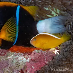 Eastern Skunk Anemonefish, photo 10