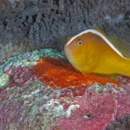 Eastern Skunk Anemonefish, photo 11