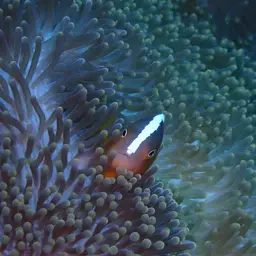 Eastern Skunk Anemonefish, photo 12