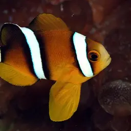 Maroon Clownfish