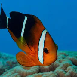 Maroon Clownfish, photo 2