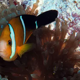 Maroon Clownfish, photo 3