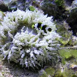 Maroon Clownfish, photo 4