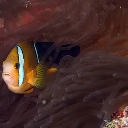 Maroon Clownfish, photo 5