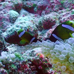 Maroon Clownfish, photo 6