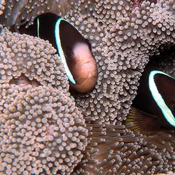 Maroon Clownfish, photo 7