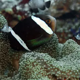 Maroon Clownfish, photo 8