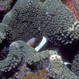 Maroon Clownfish, photo 9