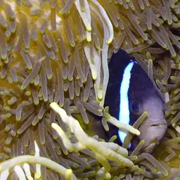 Maroon Clownfish, photo 10