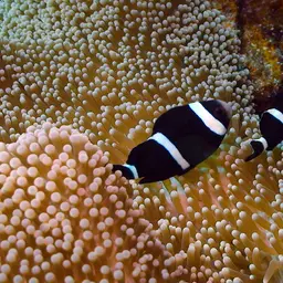 Maroon Clownfish, photo 11