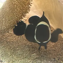 Maroon Clownfish, photo 12