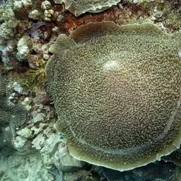 Elephant Ear Anemone