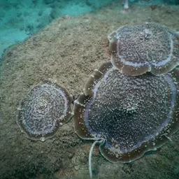 Elephant Ear Anemone, photo 3