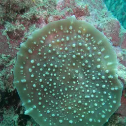 Elephant Ear Anemone, photo 4