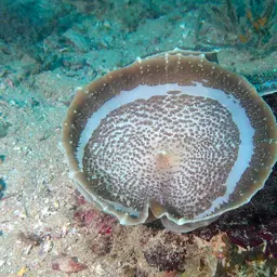 Elephant Ear Anemone, photo 6