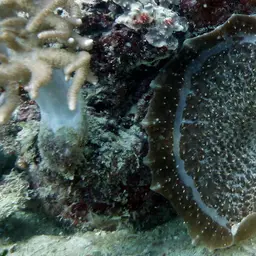 Elephant Ear Anemone, photo 7