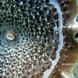 Elephant Ear Anemone, photo 8
