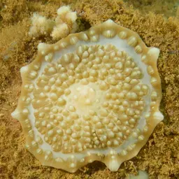 Elephant Ear Anemone, photo 9