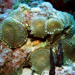 Elephant Ear Anemone, photo 11
