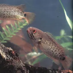 Climbing Perch, photo 1