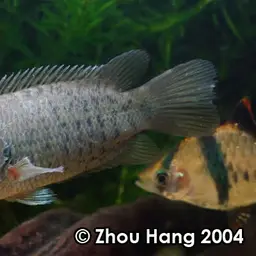 Climbing Perch, photo 2