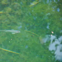 Climbing Perch, photo 3