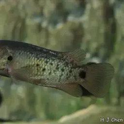 Climbing Perch, photo 4