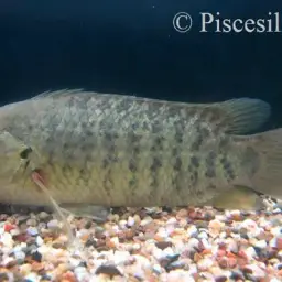 Climbing Perch, photo 5