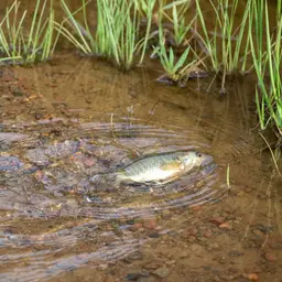 Climbing Perch, photo 6