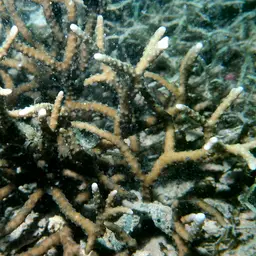False Flower Coral, photo 2
