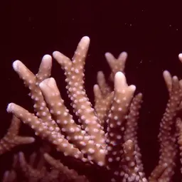 False Flower Coral, photo 1