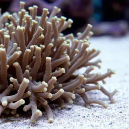 False Flower Coral, photo 2