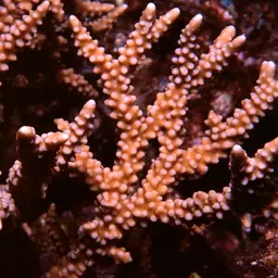 False Flower Coral, photo 1