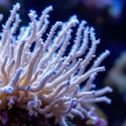 False Flower Coral, photo 2