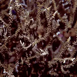 False Flower Coral, photo 1