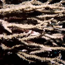 False Flower Coral, photo 2
