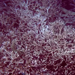 False Flower Coral, photo 3