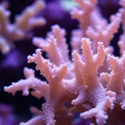 False Flower Coral, photo 2