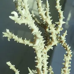 False Flower Coral, photo 2
