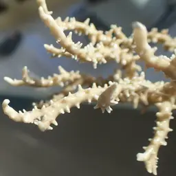 False Flower Coral