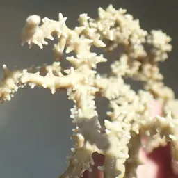 False Flower Coral, photo 3
